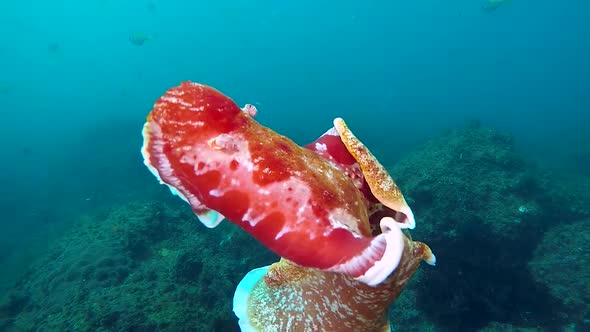 A flamboyant Nudibranch sea creature Spanish Dancer swimming vigorously in the ocean filmed at 60fps