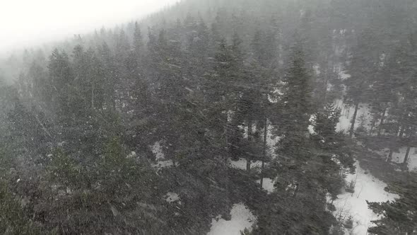 Snowstorm in North Forest