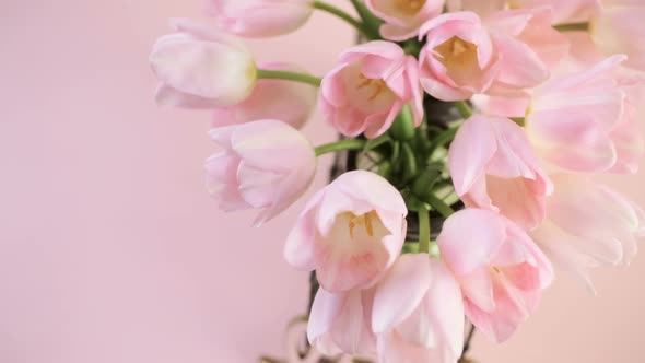 Light pink tulips on a pink background.