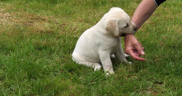 Yellow Labrador Retriever, Puppy Playing with his Mistress on the Lawn, Normandy in France