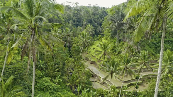 Drone Over Palms In Tegalalang Terraced Fields