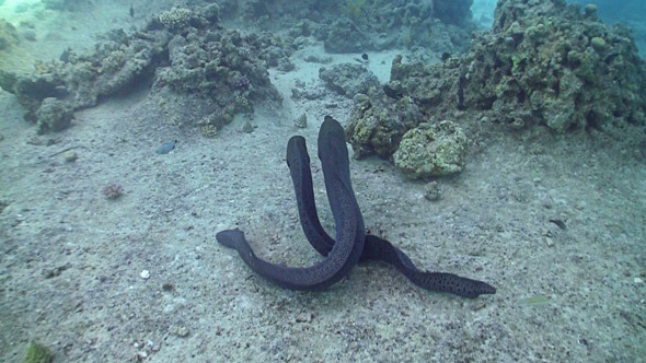 Morays On Coral Reef, Red Sea