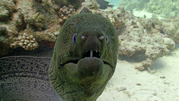 Murena On Coral Reef, Red Sea 3