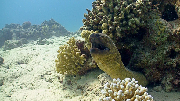 Murena On Coral Reef, Red Sea 5