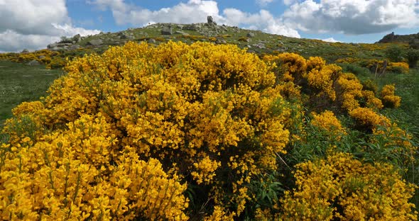 The national park of Cevennes, col de niel, Mont Lozere, France