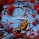 Fieldfares