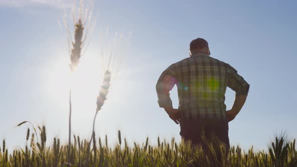 Silhouette Rear View of a Male Farmer Admiring Field