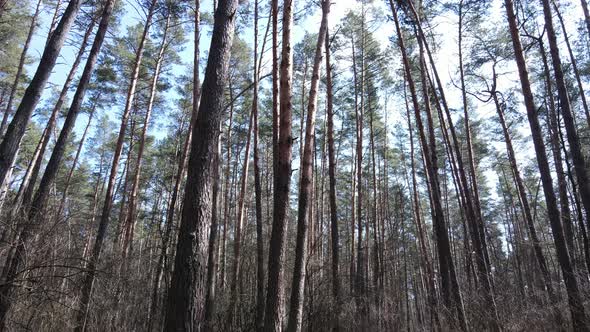 Forest Landscape Aerial View Slow Motion