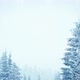 Beautiful Fluffy Snow on Tree Branches - VideoHive Item for Sale