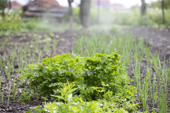 Green grass parsley in the garden / Photodune, Misc