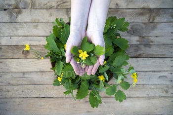 Yellow Chelidonium flowers used in homeopathy. / Photodune, Misc