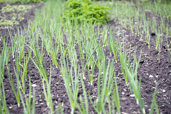 Vegetable garden in early spring. / Photodune, Misc