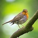 Birds Chirping Ambient - AudioJungle Item for Sale