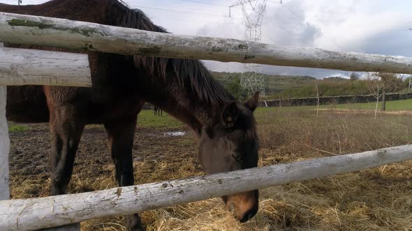 Horses on Farm