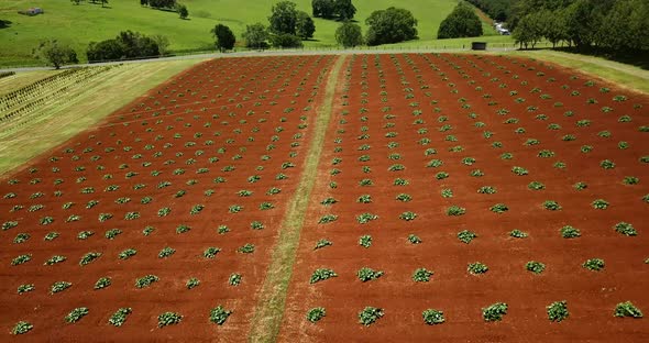 Side view on red soil cultivated farmland.