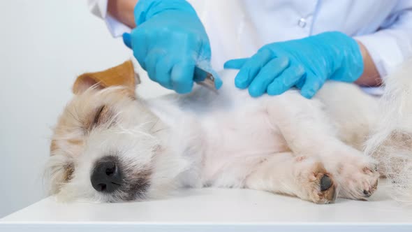 Groomer pinches dead hair on a dog on a white table