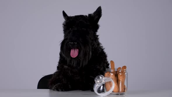 The Scottish Terrier Sits at a Table with a Glass Jar of Cookies on It