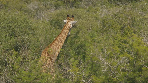 A giraffe eating at Kruger national park, south africa, daylight