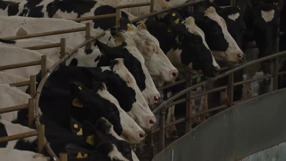 Milking Cows on the Carousel  Automatic Industrial Milking Rotary System