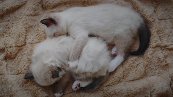 Two Little Kitten is Sleeping