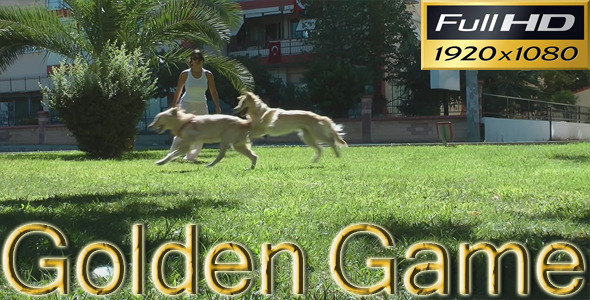 Golden Retriever's Playing In The Park HD