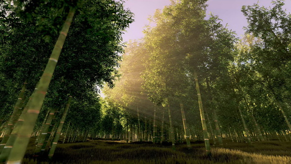 Bamboo Forest with Morning Sunlight