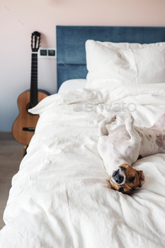 The dog on the bed. / Photodune, Misc