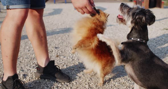 Low Section of Owner Playing with Cute Dogs Outdoors