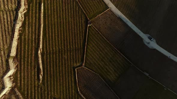 Terraced vineyards from above during sunset with incredible contrast between light and shadow