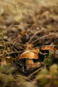 Beautiful edible mushroom boletus in autumn woodland, soft focus. Boletus edulis.Porcini. Copy space / Photodune, Misc