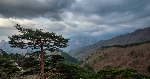 Timelapse of Tree and Cliff, Seoraksan National Park, South Korea