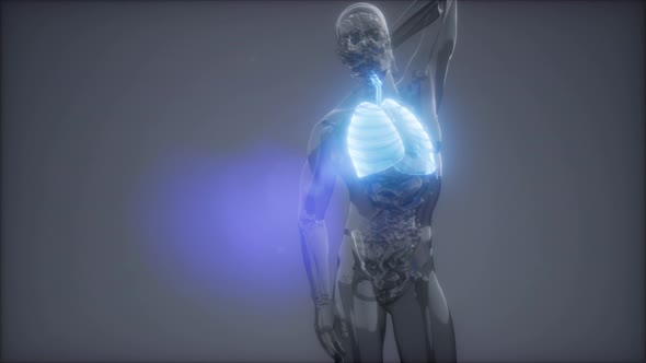 Human Lungs Radiology Exam alt