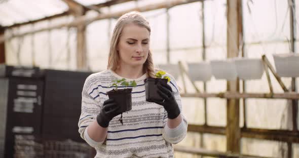 Female Gardener Working with Seedlings in Greenhouse