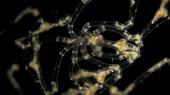 Pantopoda or Pycnogonids Sea Spider Under a Microscope, Class Pycnogonida, Size of Only About 2 Mm