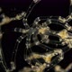 Pantopoda or Pycnogonids Sea Spider Under a Microscope, Class Pycnogonida, Size of Only About 2 Mm - VideoHive Item for Sale