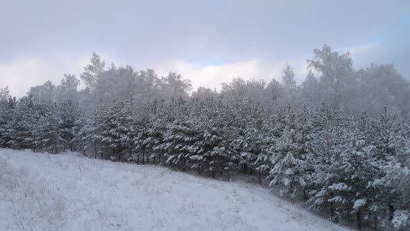 Take off in a fairy-tale winter forest