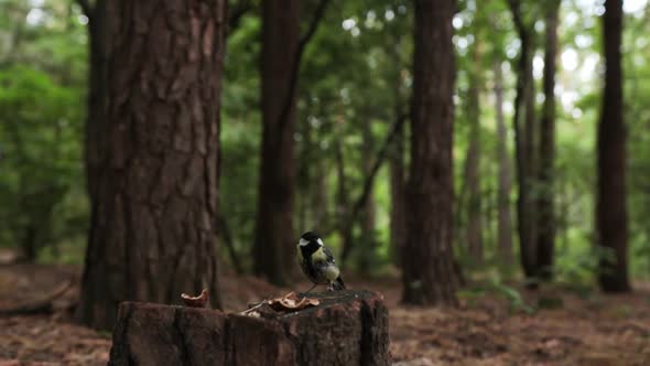 Titmouse Flies To The Stump To Take Food