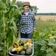 Positive Teenager pick up, across a field, wheelbarrow cart full of Zucchini. - VideoHive Item for Sale