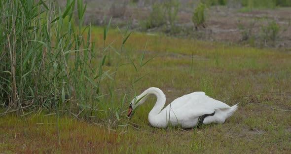Swan Eat Grass on The Grass