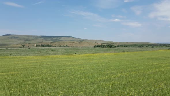 Large Field with Sunflowers in the Daytime in Summer