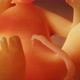 Human Embryo Closeup View Angles - VideoHive Item for Sale