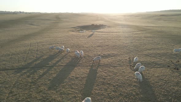 Aerial View Of Flock Of Sheep Feeding On The Grassland At Sunrise In Ireland.