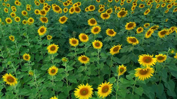 4K Flying over a field with sunflowers. View from a drone