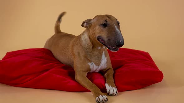 Portrait of a Miniature Dog of the Bulltyrier Breed Lies on a Red Pillow