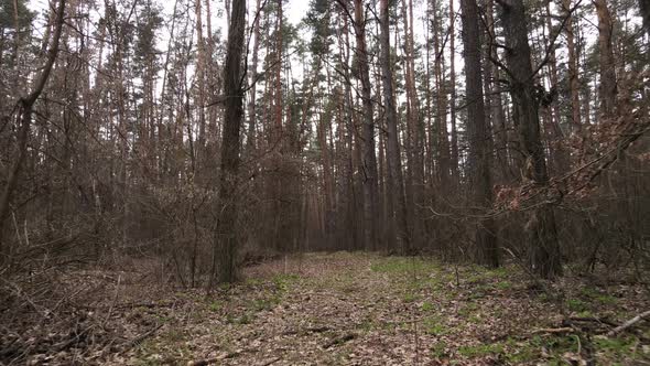 Forest Landscape Aerial View Slow Motion