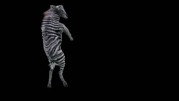 51 Zebra Dancing HD