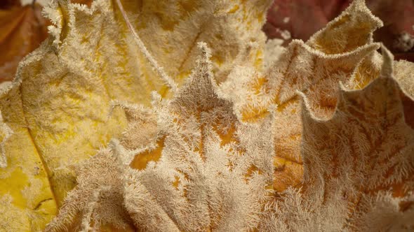 Yellow Maple Leaves are Covered with Frost in Autumn Frost Time Lapse of Frost Growth on Autumn