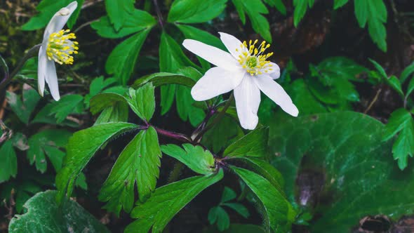 Spring Flowers Anemone Nemorosa Blooming in Fresh Green Forest Grow