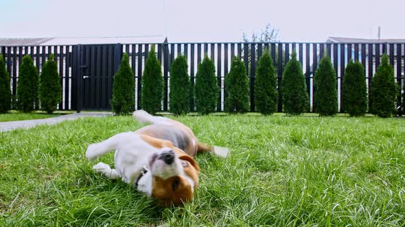 Dog Beagle Lies at Grass Outdoors on the Lawn and Follow Order Turn Around