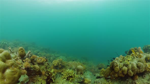 The Underwater World of a Coral Reef